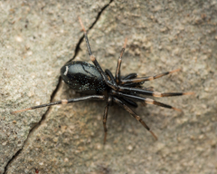 Liophrurillus flavitarsis