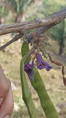 Clitoria dendrina