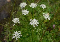 Conopodium majus