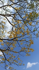 Handroanthus chrysanthus