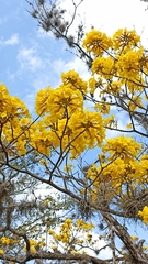 Handroanthus chrysanthus