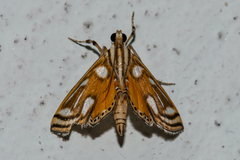 Malickyella lobophoralis