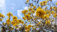 Handroanthus chrysanthus
