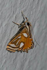 Malickyella lobophoralis