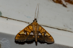 Nosophora semitritalis