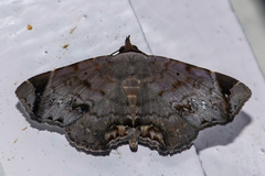 Mecodina albodentata