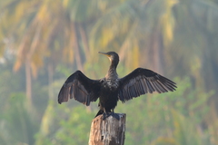 Phalacrocorax fuscicollis