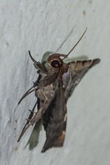 Mecodina albodentata