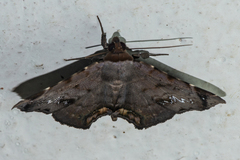 Mecodina albodentata