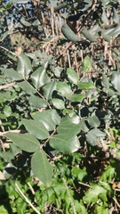 Ceratonia siliqua