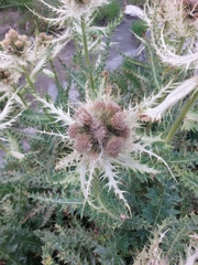 Cirsium spinosissimum