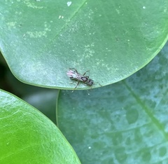 Dolichoderus thoracicus