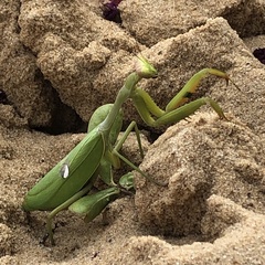 Stagmatoptera hyaloptera