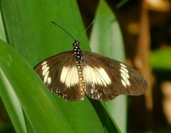 Acraea esebria