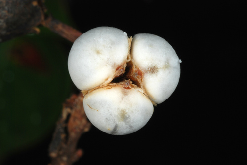 Triadica sebifera