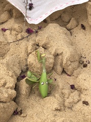 Stagmatoptera hyaloptera