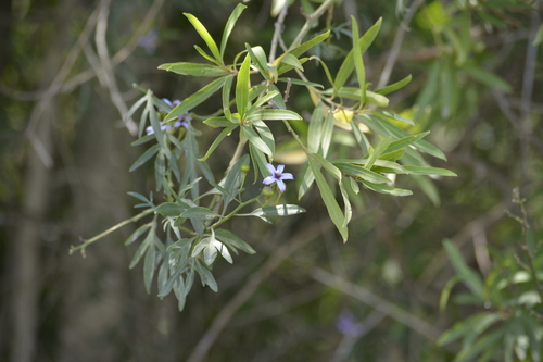 Solanum angustifidum, photograph 6