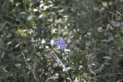 Solanum angustifidum