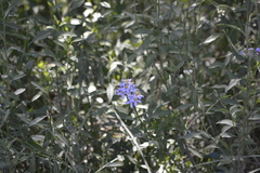 Solanum angustifidum
