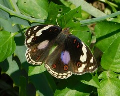 Junonia oenone