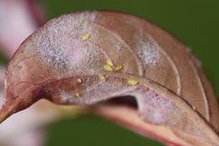 Sarucallis kahawaluokalani