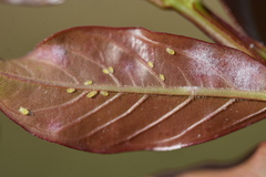 Sarucallis kahawaluokalani