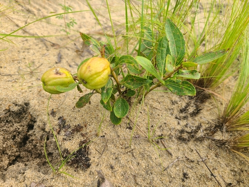 Anisophyllea quangensis