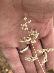 Eragrostis echinochloidea