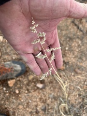 Eragrostis echinochloidea