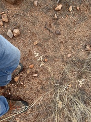 Eragrostis echinochloidea