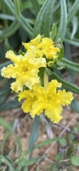 Lithospermum incisum