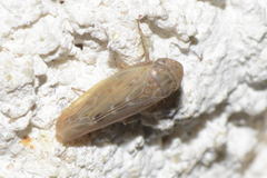 Thamnotettix dilutior