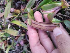 Nepenthes gracilis