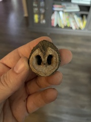 Juglans