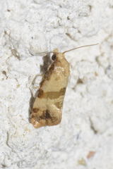 Phalonidia contractana