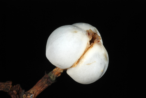 Triadica sebifera
