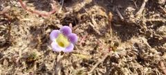 Limnophila indica