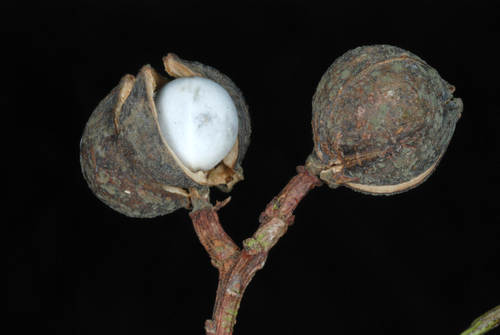 Triadica sebifera