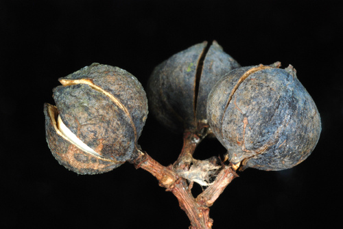 Triadica sebifera