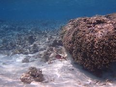 Parupeneus multifasciatus