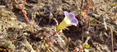 Limnophila indica