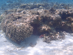 Parupeneus multifasciatus