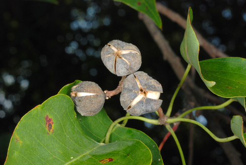 Triadica sebifera