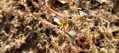 Limnophila indica