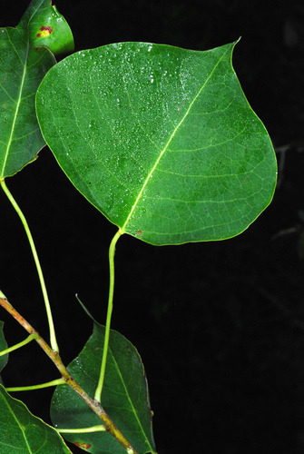Triadica sebifera