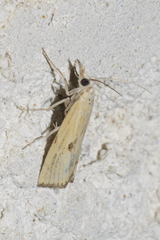 Agriphila brioniellus