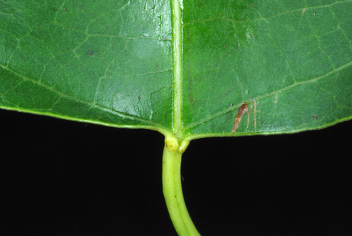 Triadica sebifera