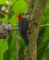 Melanerpes radiolatus