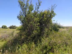 Diospyros lycioides