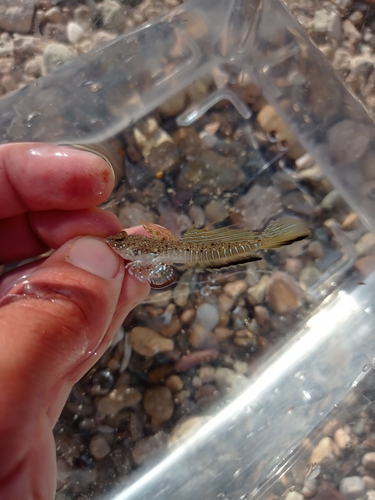 Sailfin dragonet (Callionymus pusillus) — Callionymidae — 2